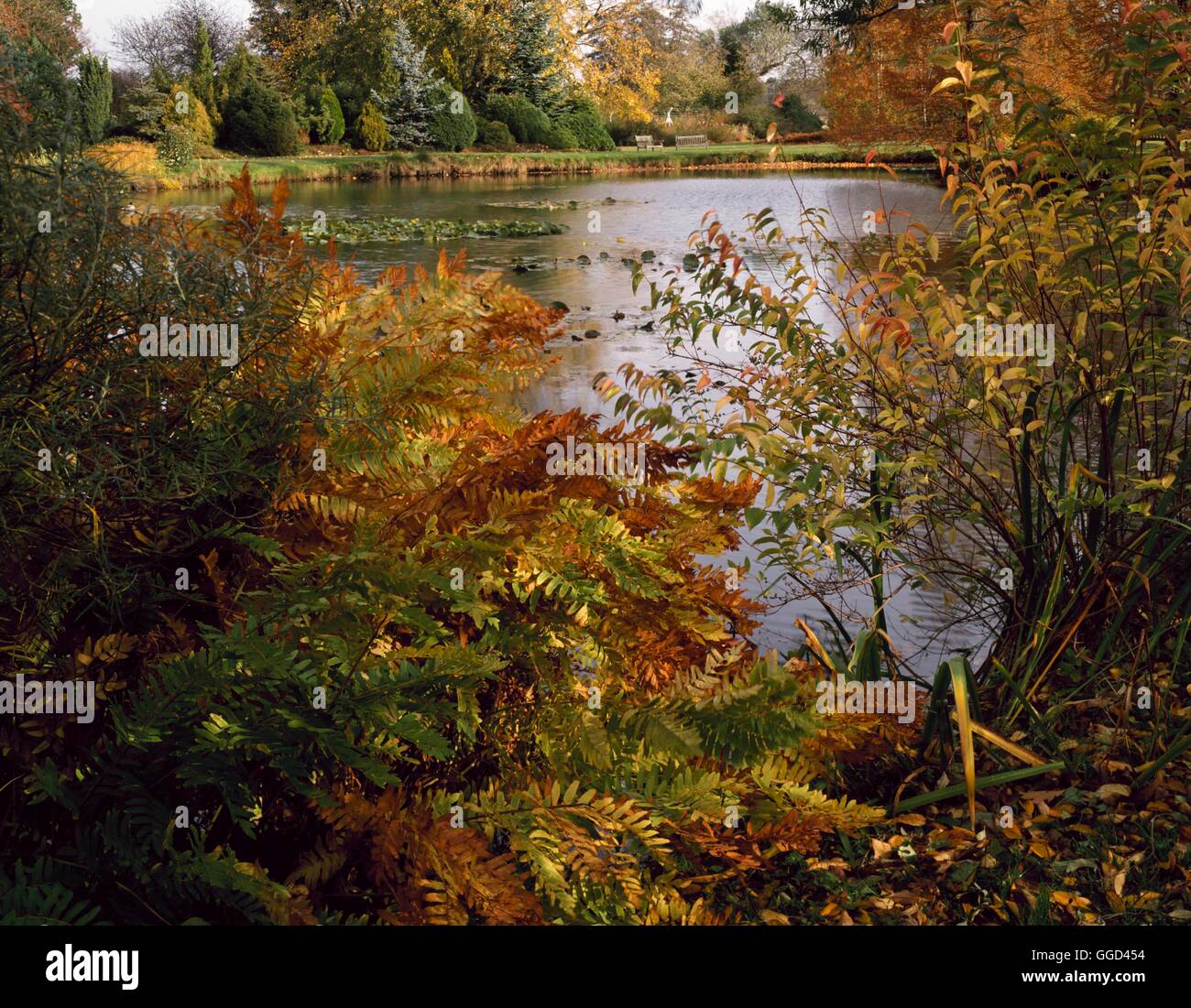 Autumn Garden- - (Please credit: Photos Hort/RHS Wisley Gdn)   AUB110865  /Ph Stock Photo
