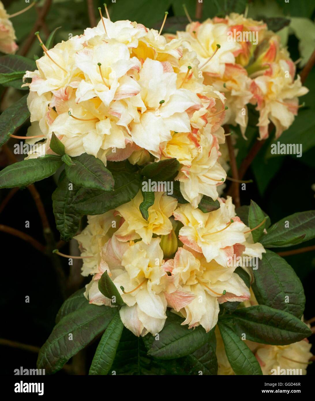 Azalea - 'Cannon's Double' AGM (Diciduous)   AZA101813 Stock Photo