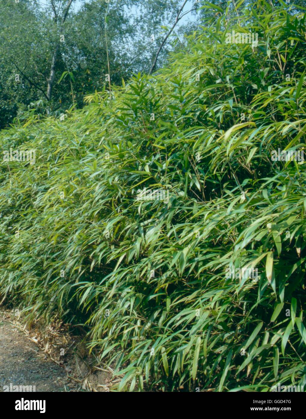 Pseudosasa japonica AGM - (Syns: Arundinaria japonica & Bambusa metake)   BAM013603     Photos Horti Stock Photo