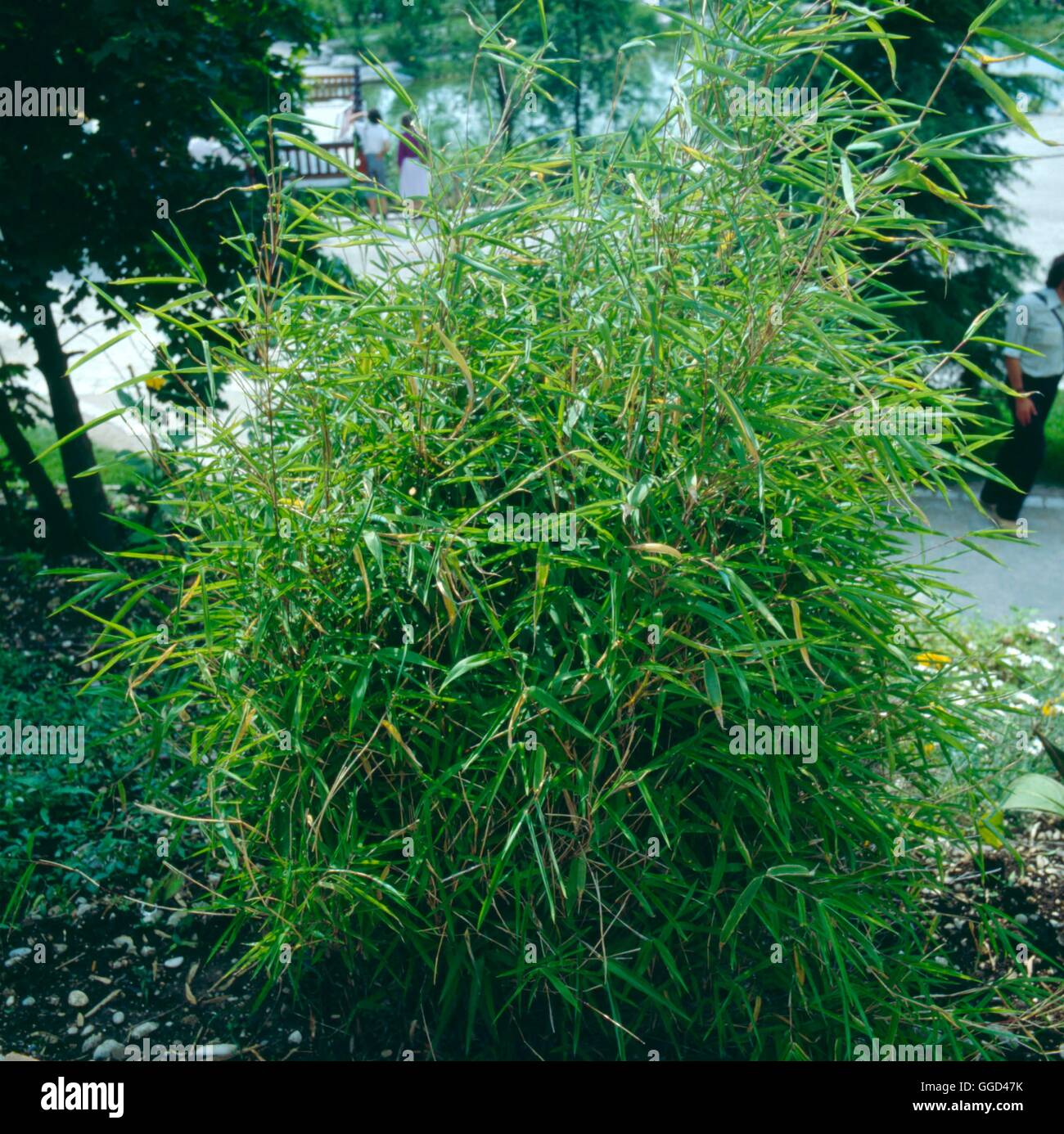 Yushania anceps - (Syns: Sinarundinaria anceps Arundinaria anceps)   BAM051992     Photos Horticultu Stock Photo