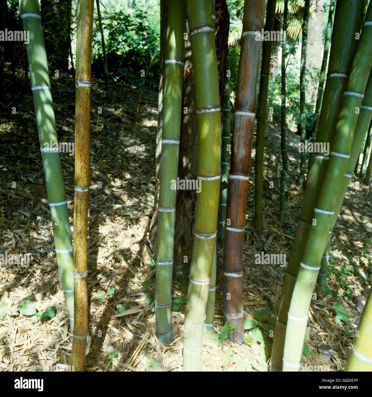 Arundinaria gigantea - Cane Reed ''Giant Reed'''   BAM054575  ' Stock Photo