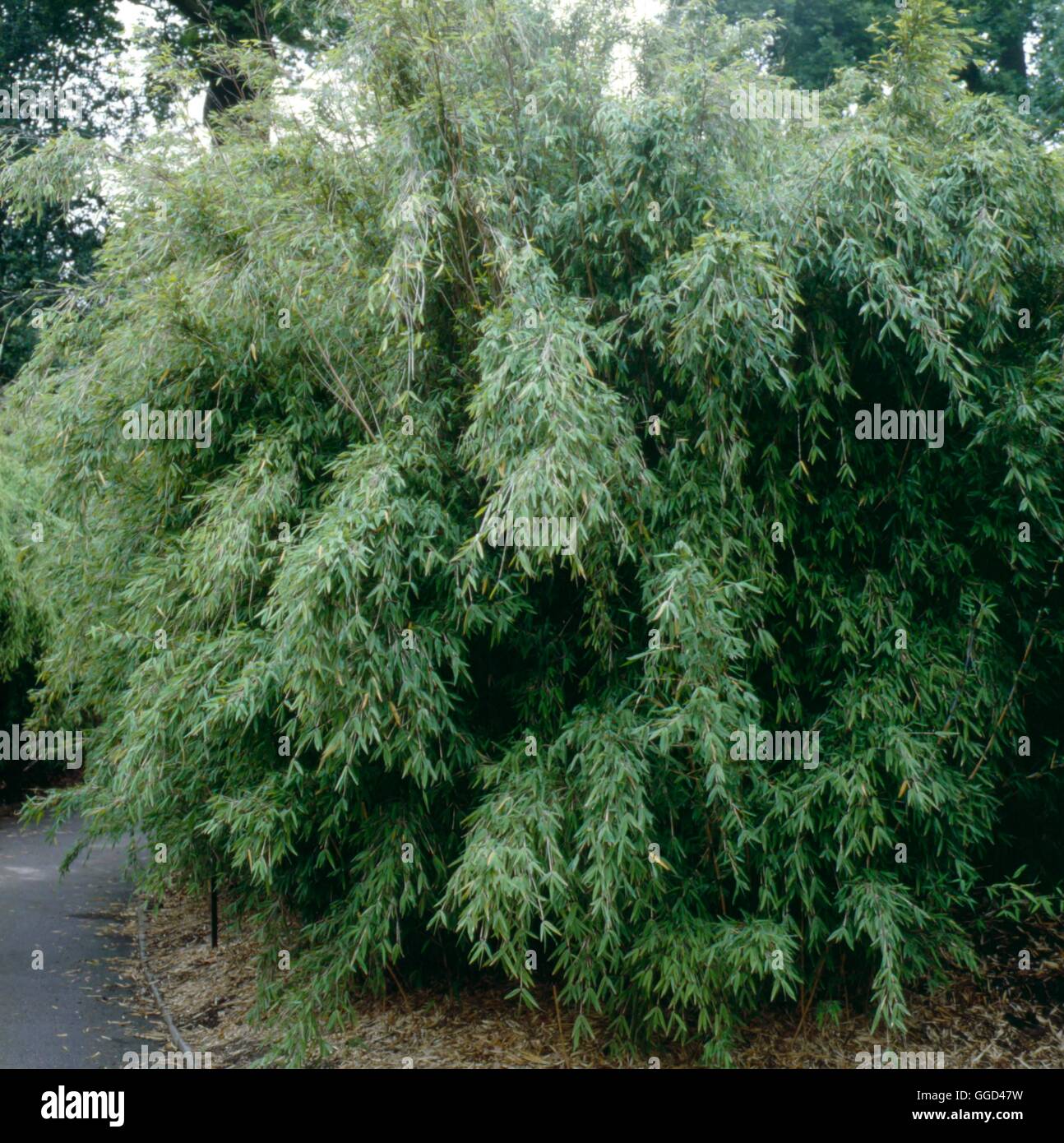 Fargesia nitida - (Syn Sinarundinaria nitida) Fountain Bamboo   BAM056550  /P Stock Photo