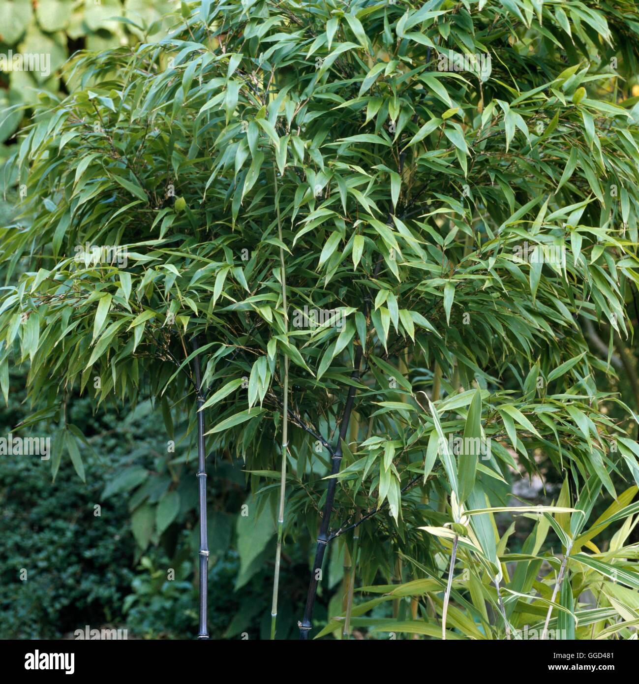 Phyllostachys nigra AGM BAM071083 Stock Photo - Alamy