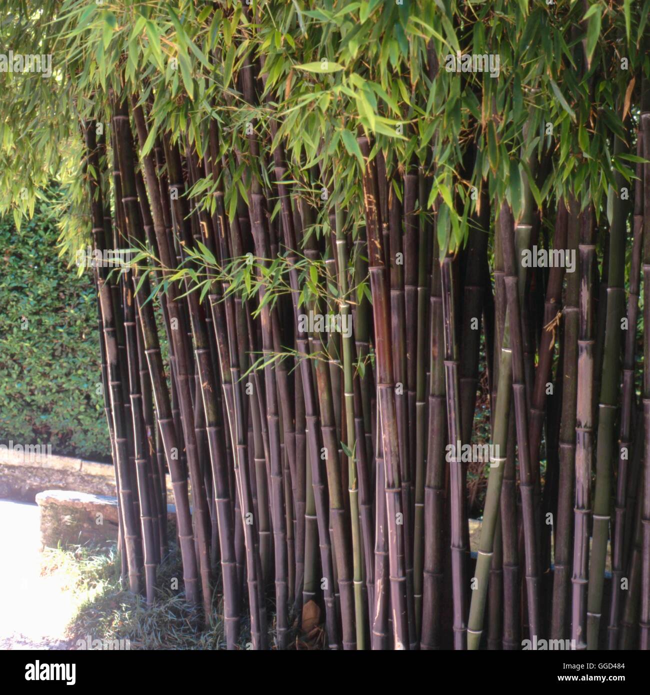 Phyllostachys nigra AGM BAM084236 Stock Photo - Alamy