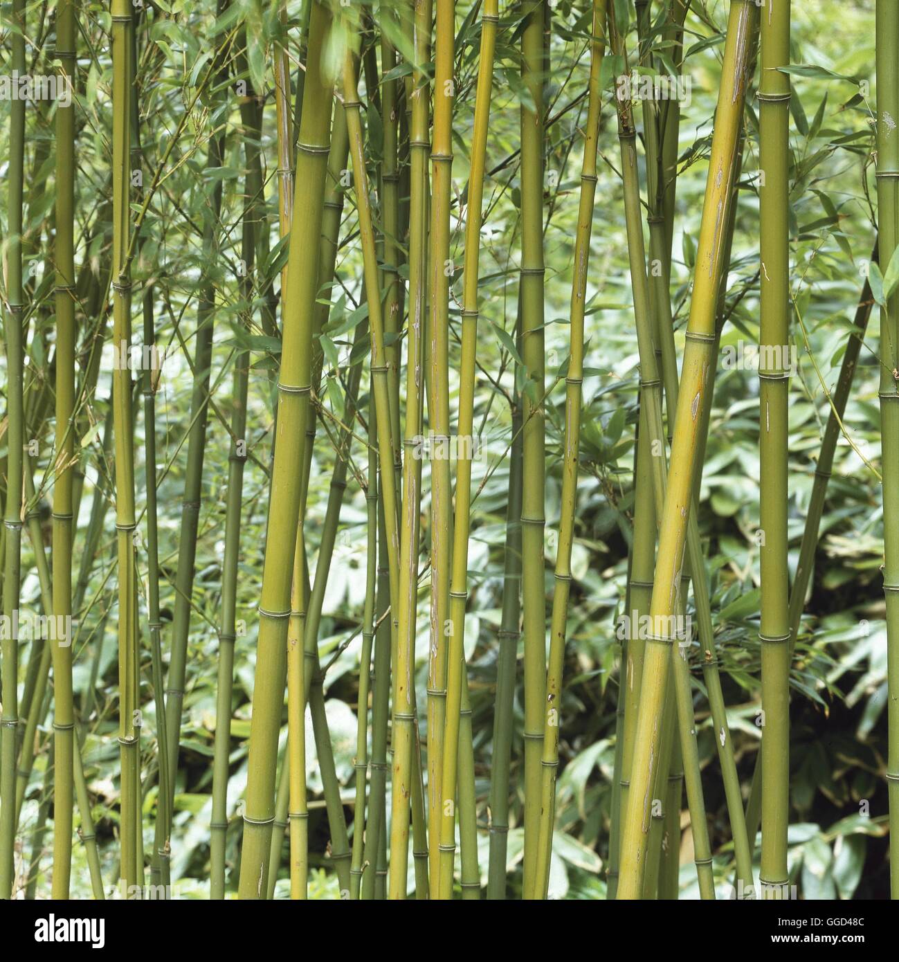 Phyllostachys nigra henonis hi-res stock photography and images - Alamy