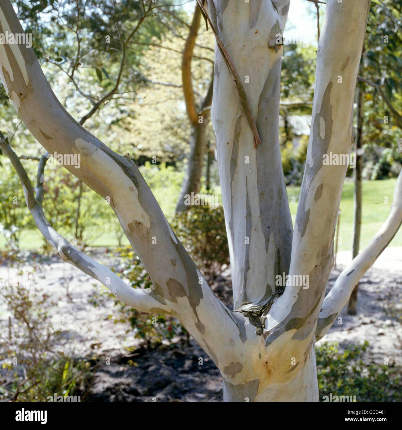 Bark - of Eucalyptus pauciflora subsp. niphophila AGM   BAR002325  /Photoshot Stock Photo