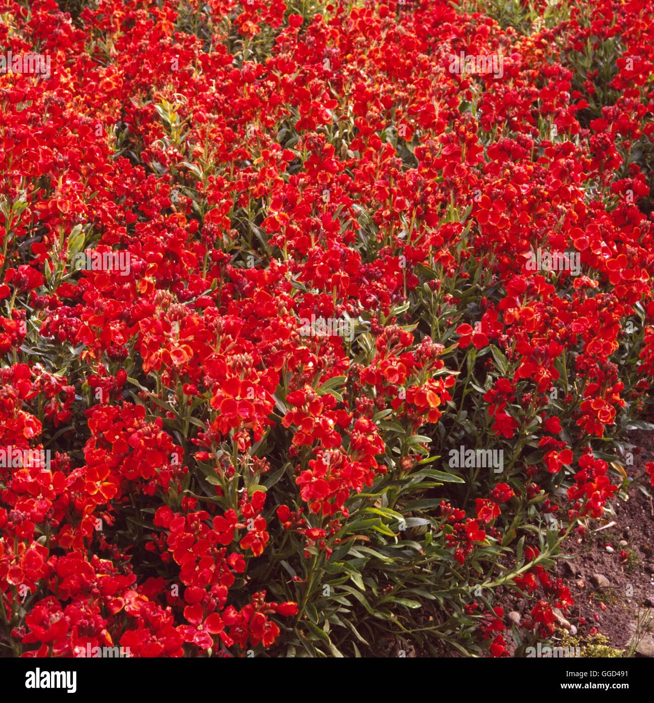 Wallflower - 'Bedder Scarlet'- - (Erysimum)   BIE035108 Stock Photo