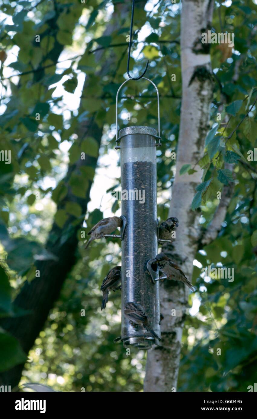 Bird Feeder with Sparrows feeding BIR086709 Stock Photo Alamy