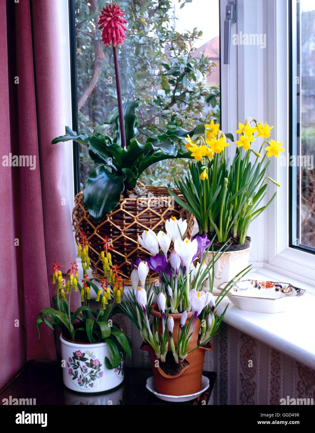 Bulbs in Situ - Windowsill - Bulbs of Crocus  Narcissus  Velthemia & Lachenalia in pots.   BIS033027  Compulsory Credi Stock Photo