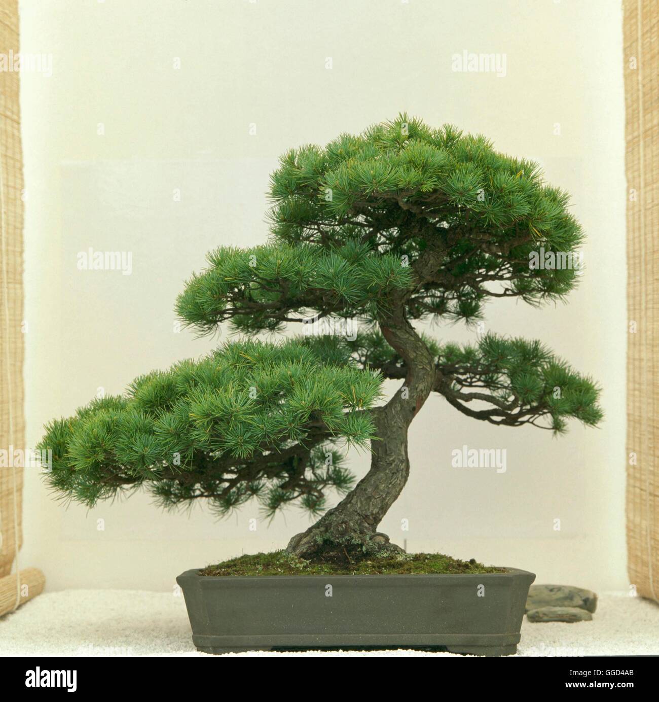 Bonsai - Pinus parviflora 85 + Yrs.   BON002128 Stock Photo