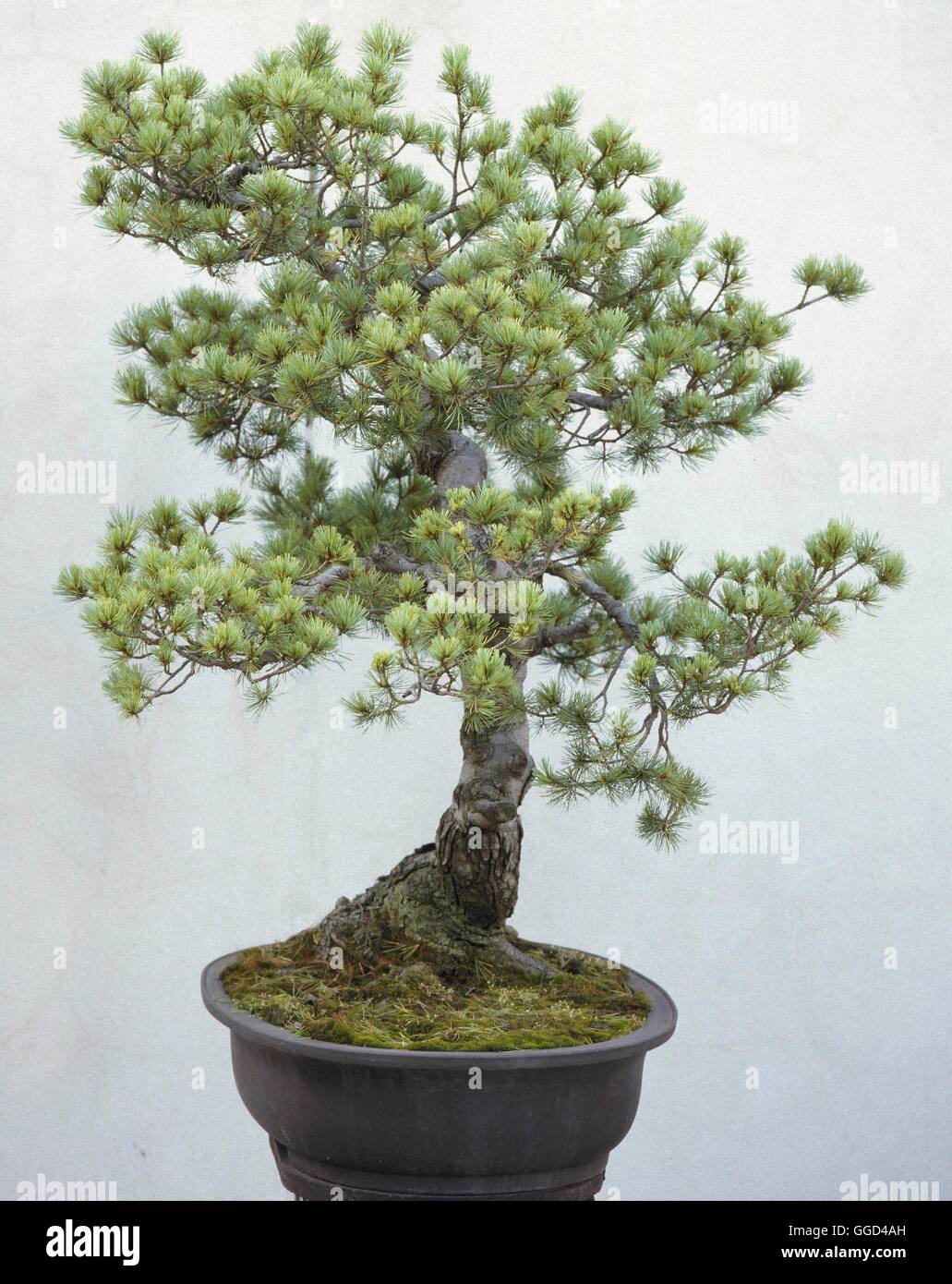 Bonsai - Pinus parviflora - (Please Credit: Photos Hort/ Salmsbury Bonsai)   BON011751     Photos Ho Stock Photo