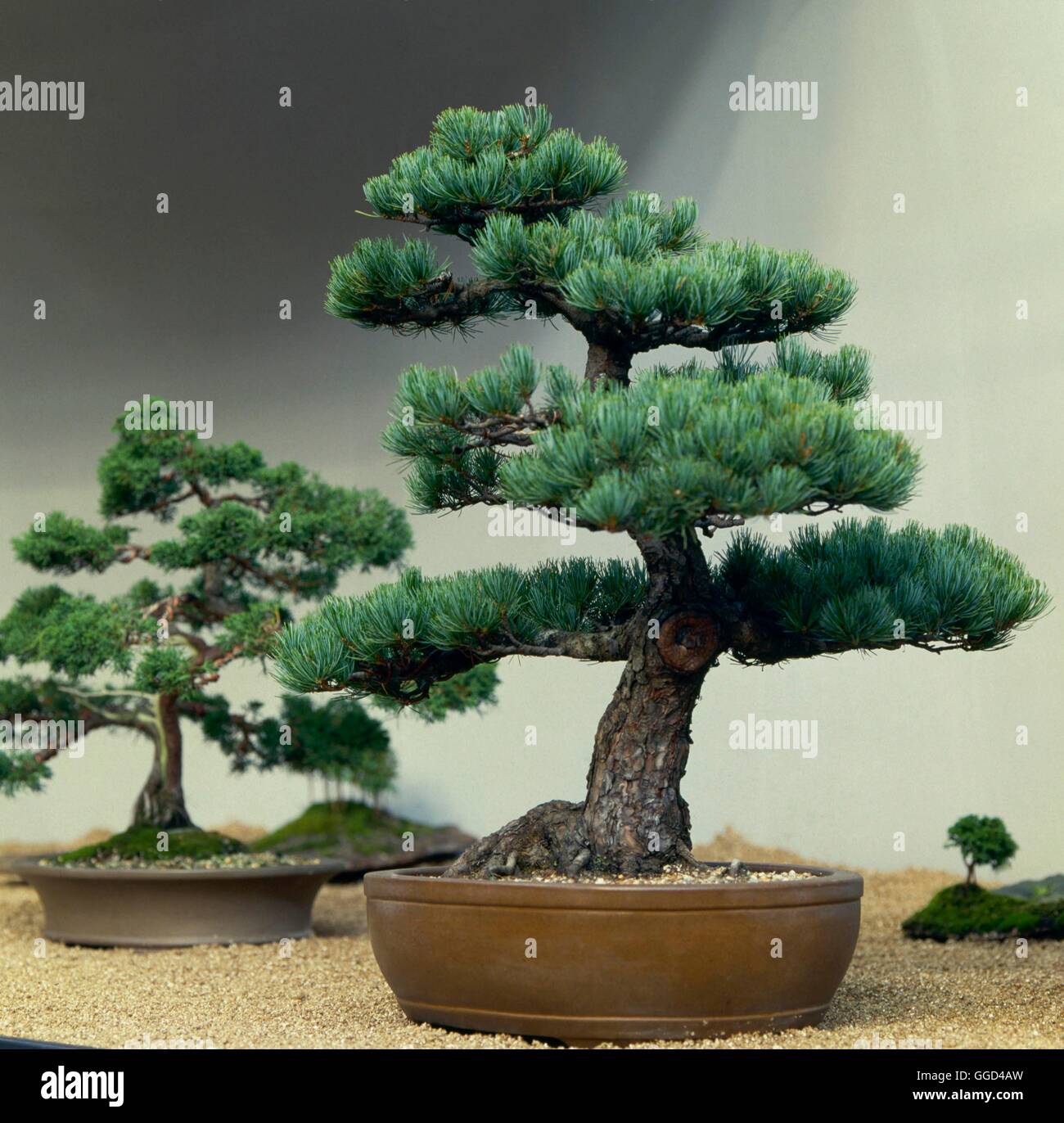 Banzai or Bonsai dwarf tree of Pinus parviflora Stock Photo - Alamy