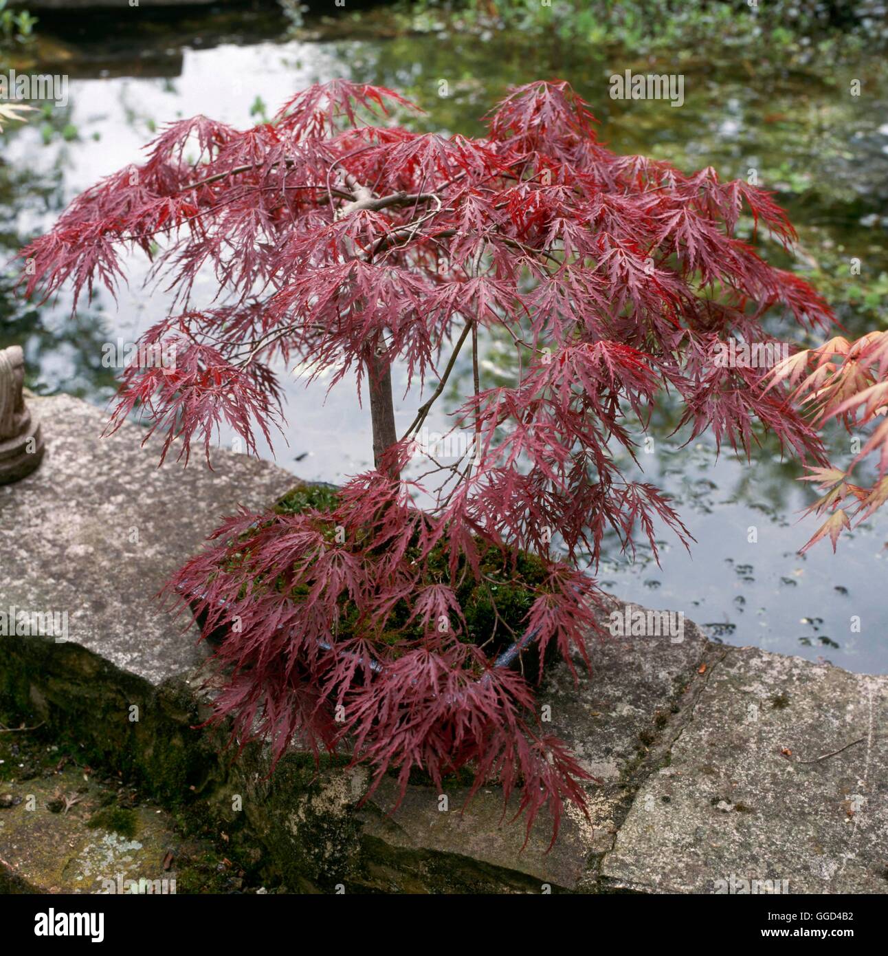 Acer palmatum bonsai hi-res stock photography and images - Alamy