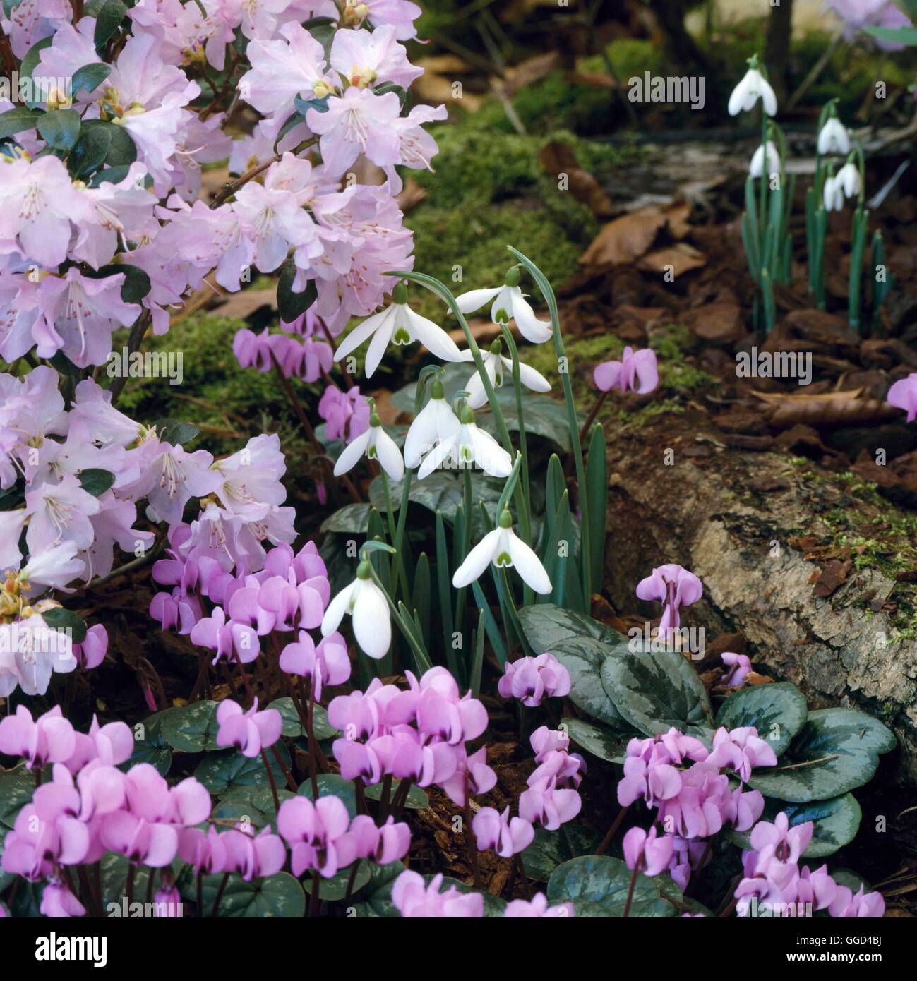 Bulb Garden - Galanthus plicatus AGM  Cyclamen coum AGM and Rhododendron   BUG053568     Photos Hort Stock Photo
