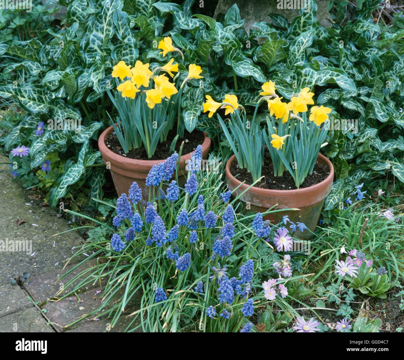 Bulb Garden - with Arum foliage  dwarf Narcissus in containers  Muscari and Anemones.   BUG077427 Stock Photo