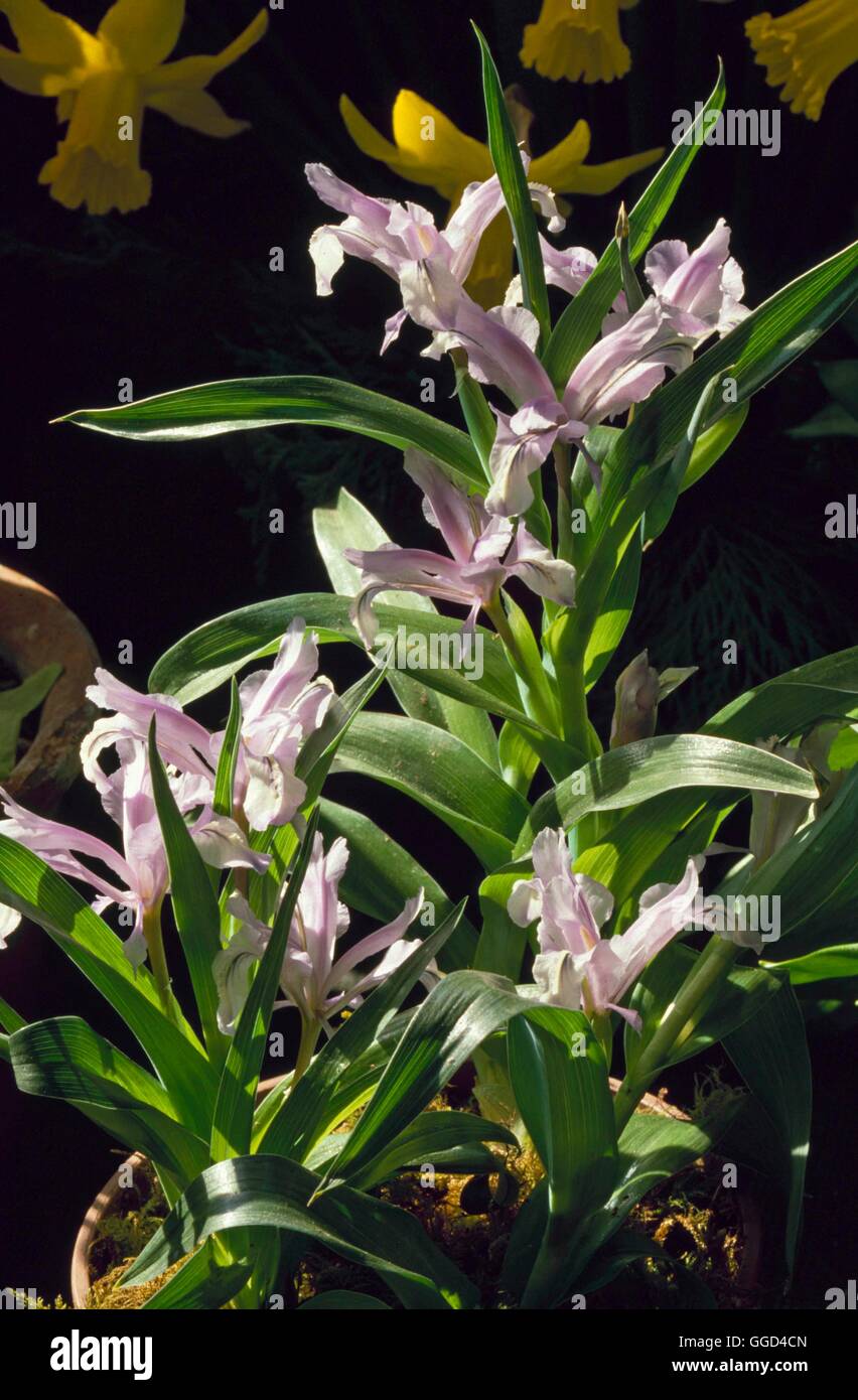Iris aucheri AGM - (Syn I. sindjarensis)   BUL000251 Stock Photo