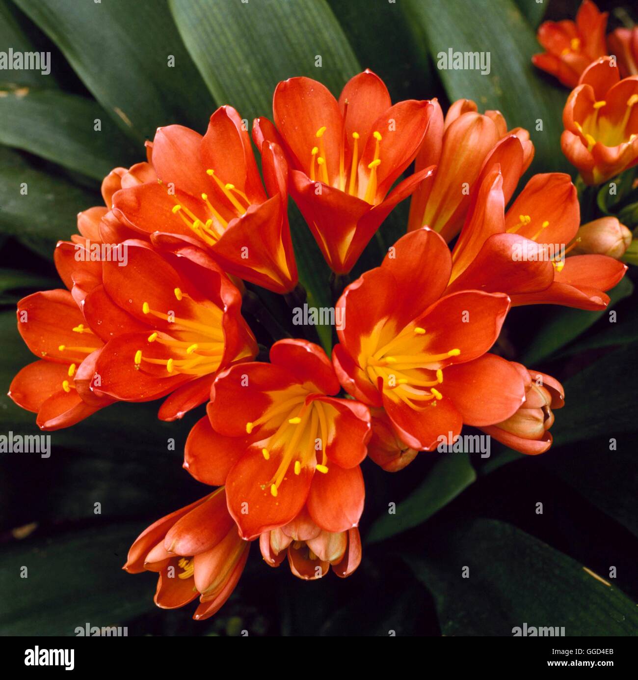 Clivia miniata AGM- - Kaffir Lily   BUL009208  /P' Stock Photo