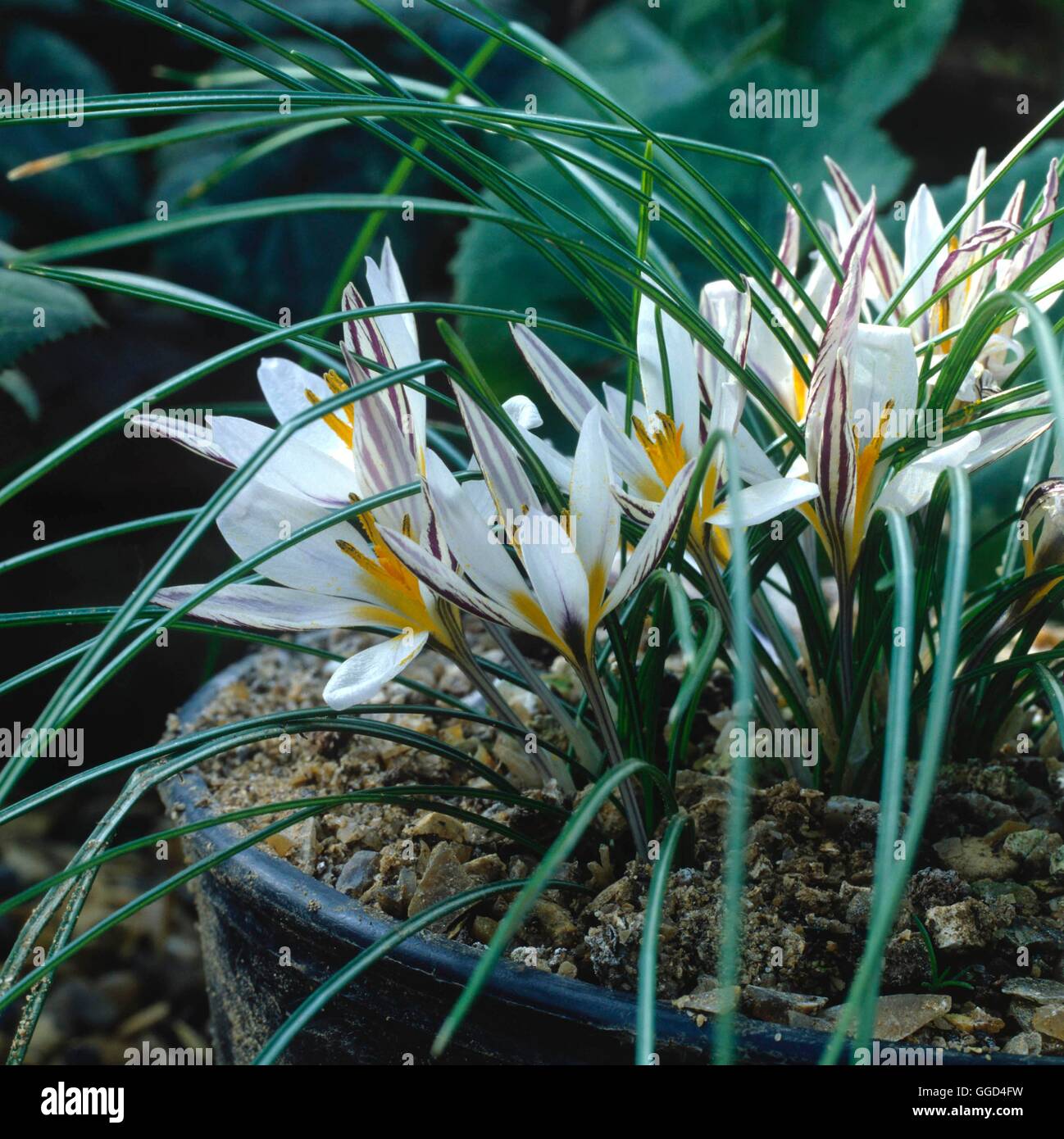 Crocus biflorus - subsp. melantherus   BUL013844 Stock Photo
