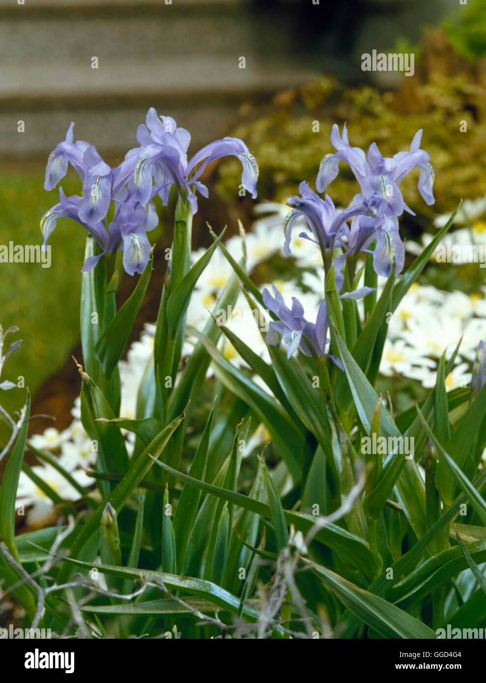 Iris graebneriana - (Juno)   BUL014165 Stock Photo