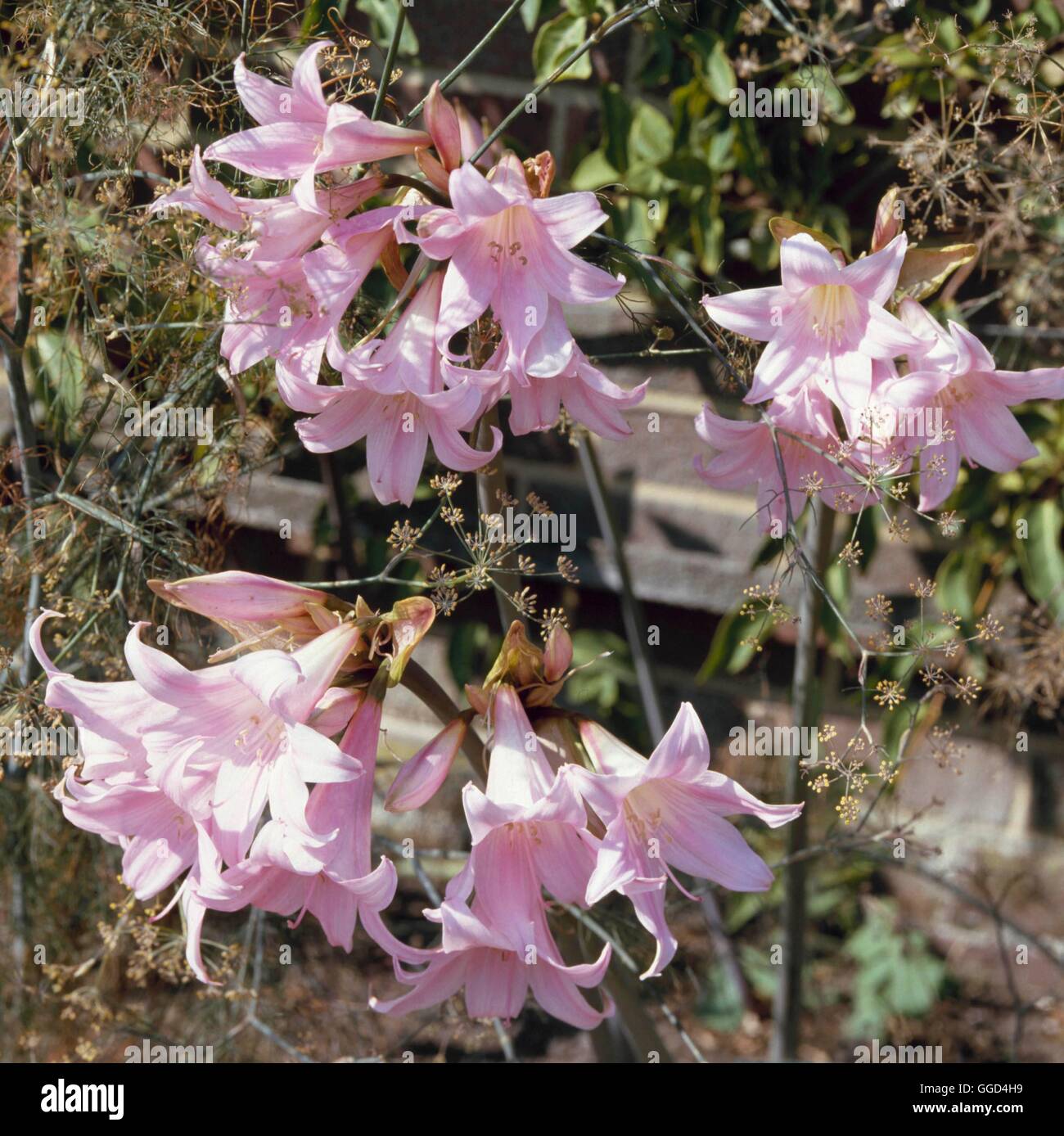 Amaryllis belladonna AGM   BUL017253 Stock Photo