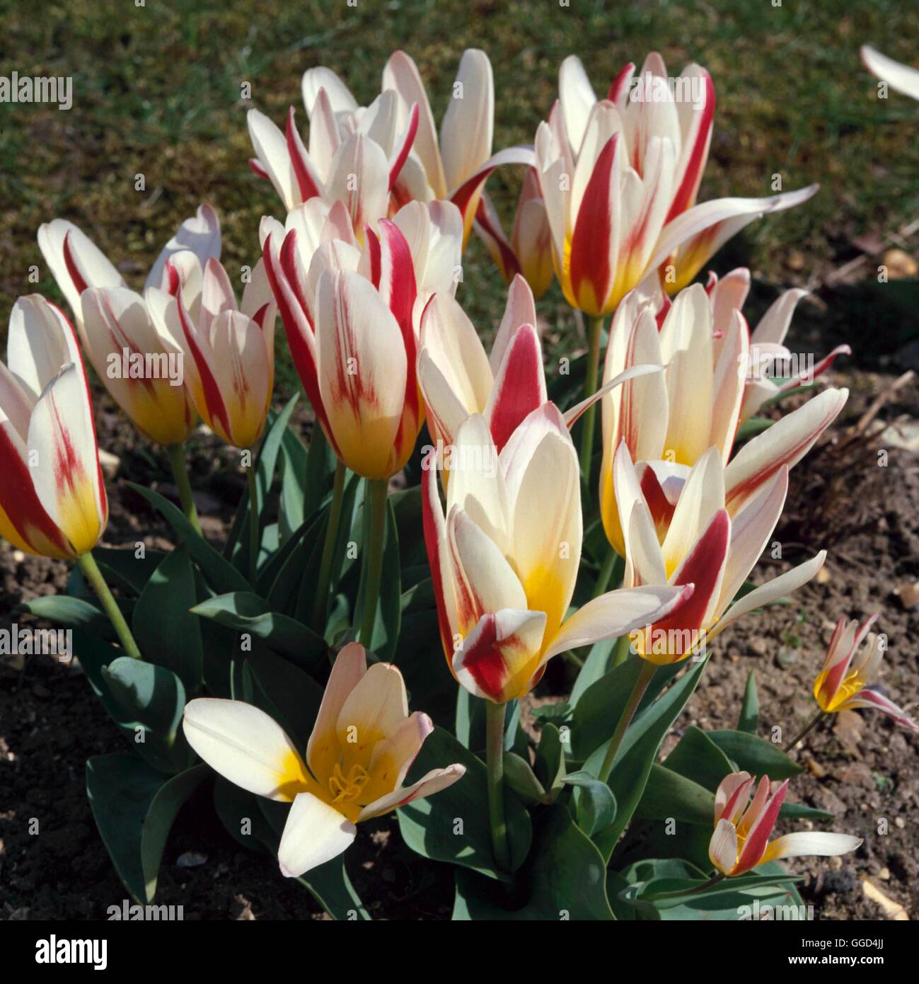 Tulipa kaufmanniana - Water Tulip   BUL021102 Stock Photo