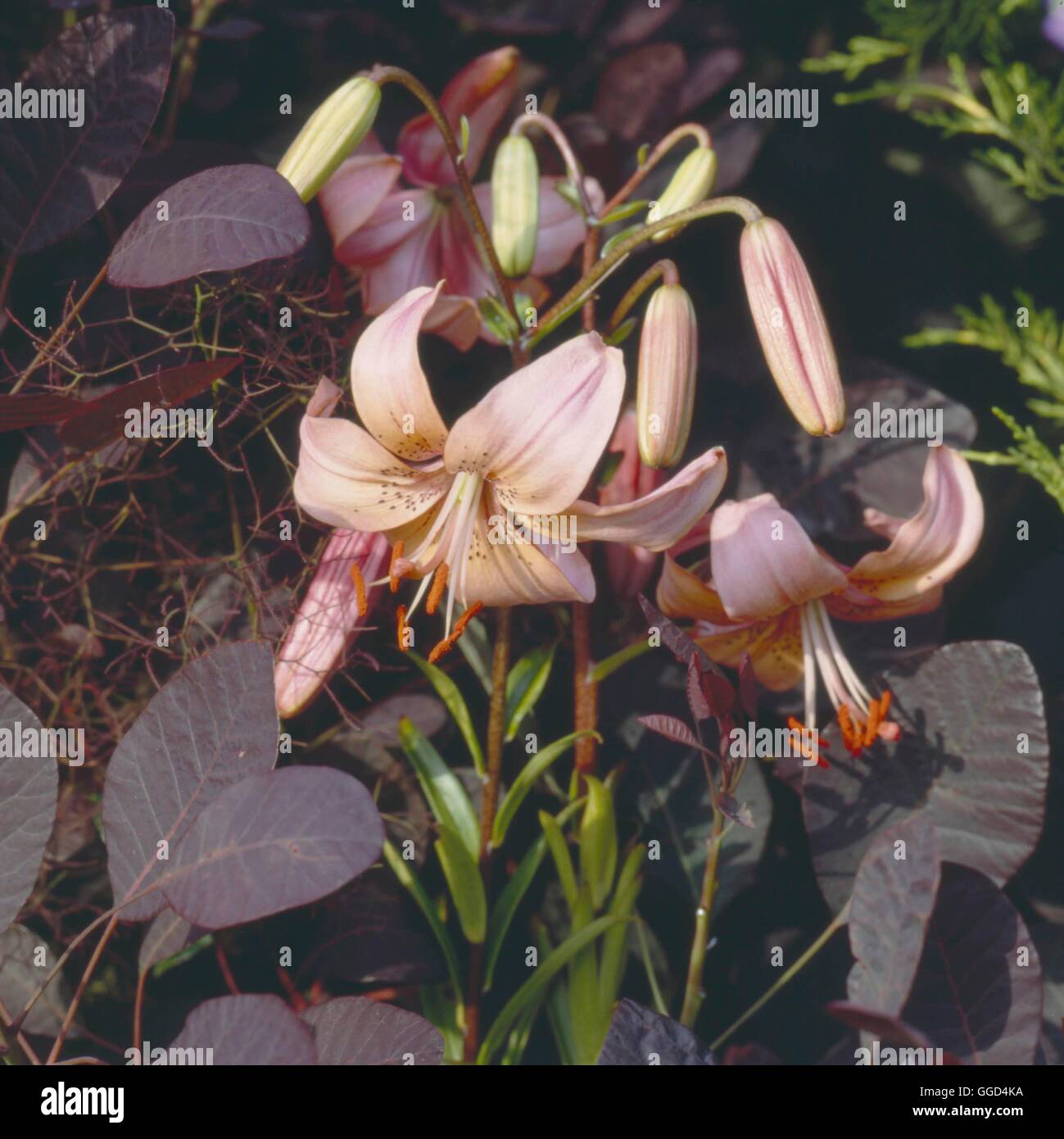 Lilium cernuum - Nodding Lily   BUL026331 Stock Photo