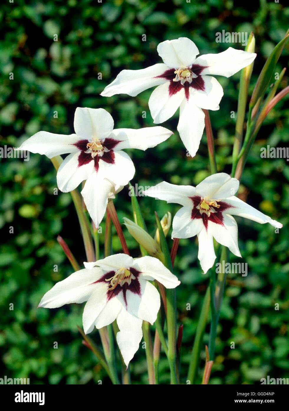 Gladiolus callianthus - (Syn Acidanthera bicolor)   BUL038796 Stock Photo