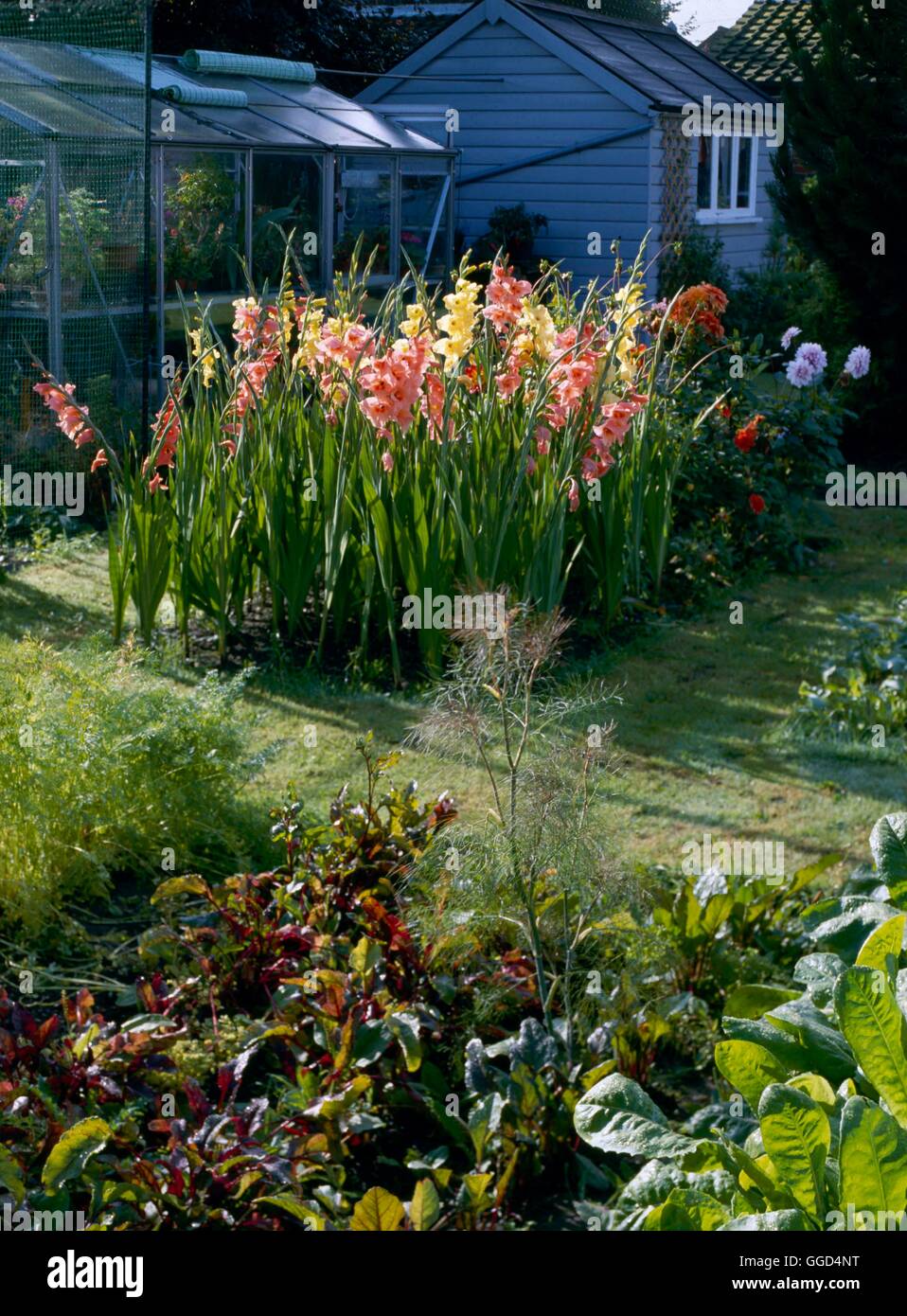 Gladiolus mixed - (Grown in the kitchen garden with vegetables to provide cut flowers for the house)   BUL039101  Comp Stock Photo