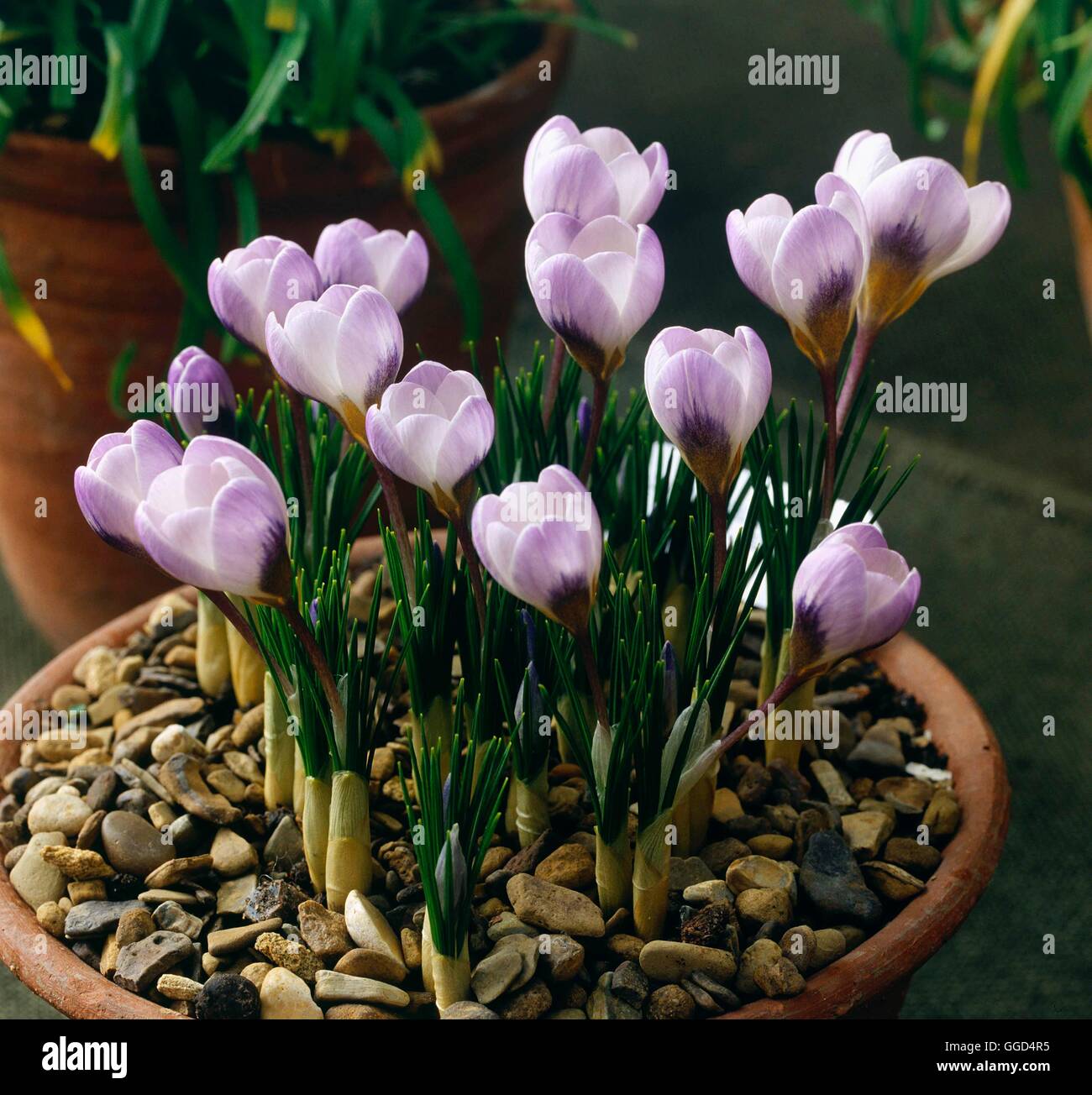 Crocus chrysanthus - `Blue Pearl' - (Syn C.c. `Blue Giant') BUL043484 ...