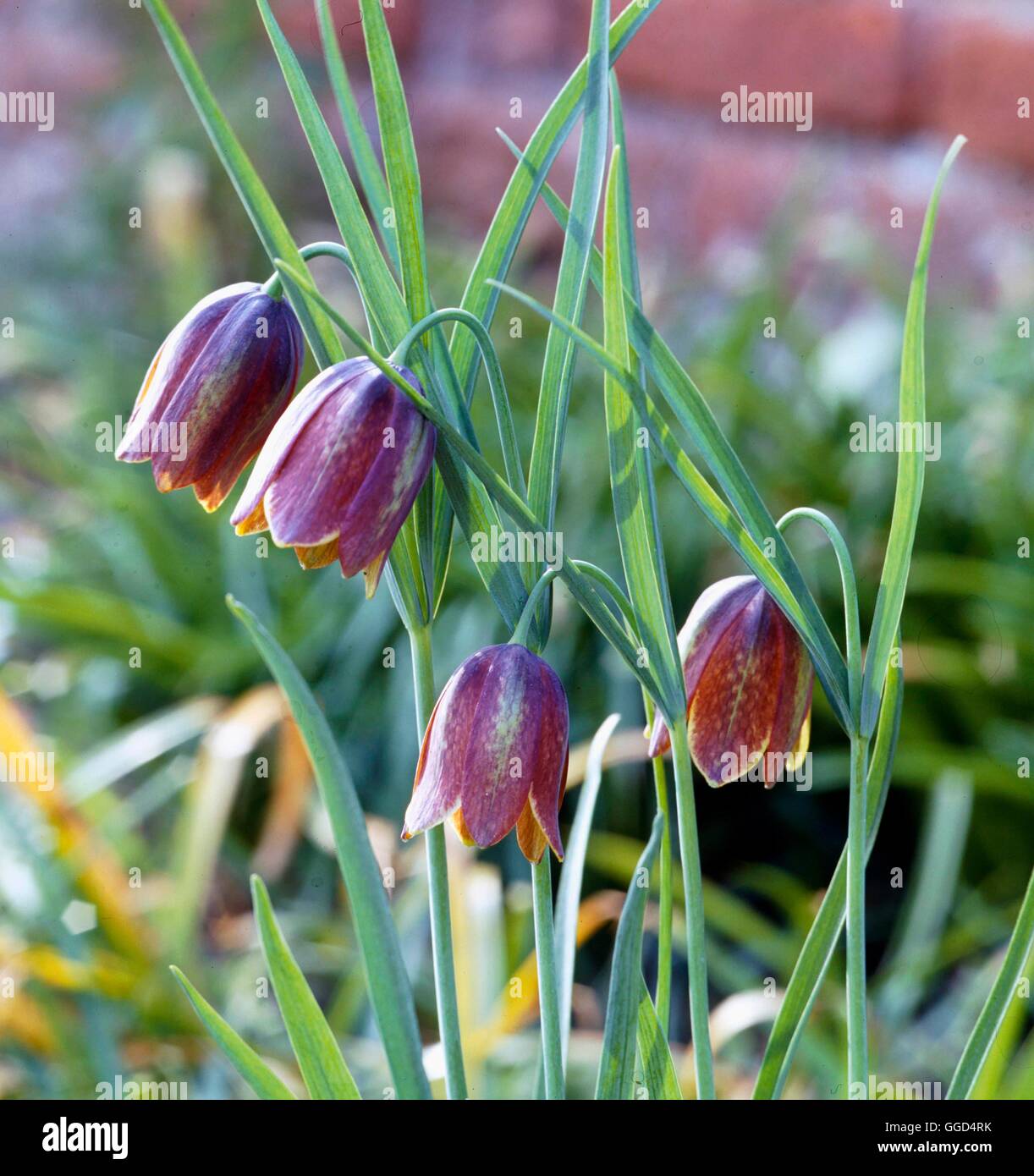 Fritillaria messanensis - subsp. gracilis   BUL044075 Stock Photo