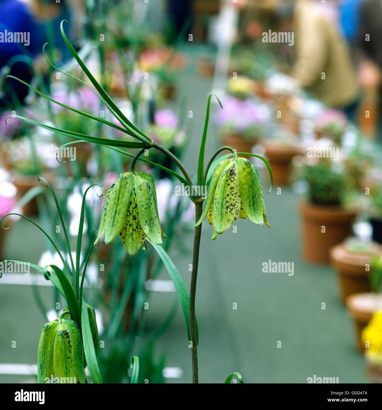 Fritillaria cirrhosa   BUL044175 Stock Photo