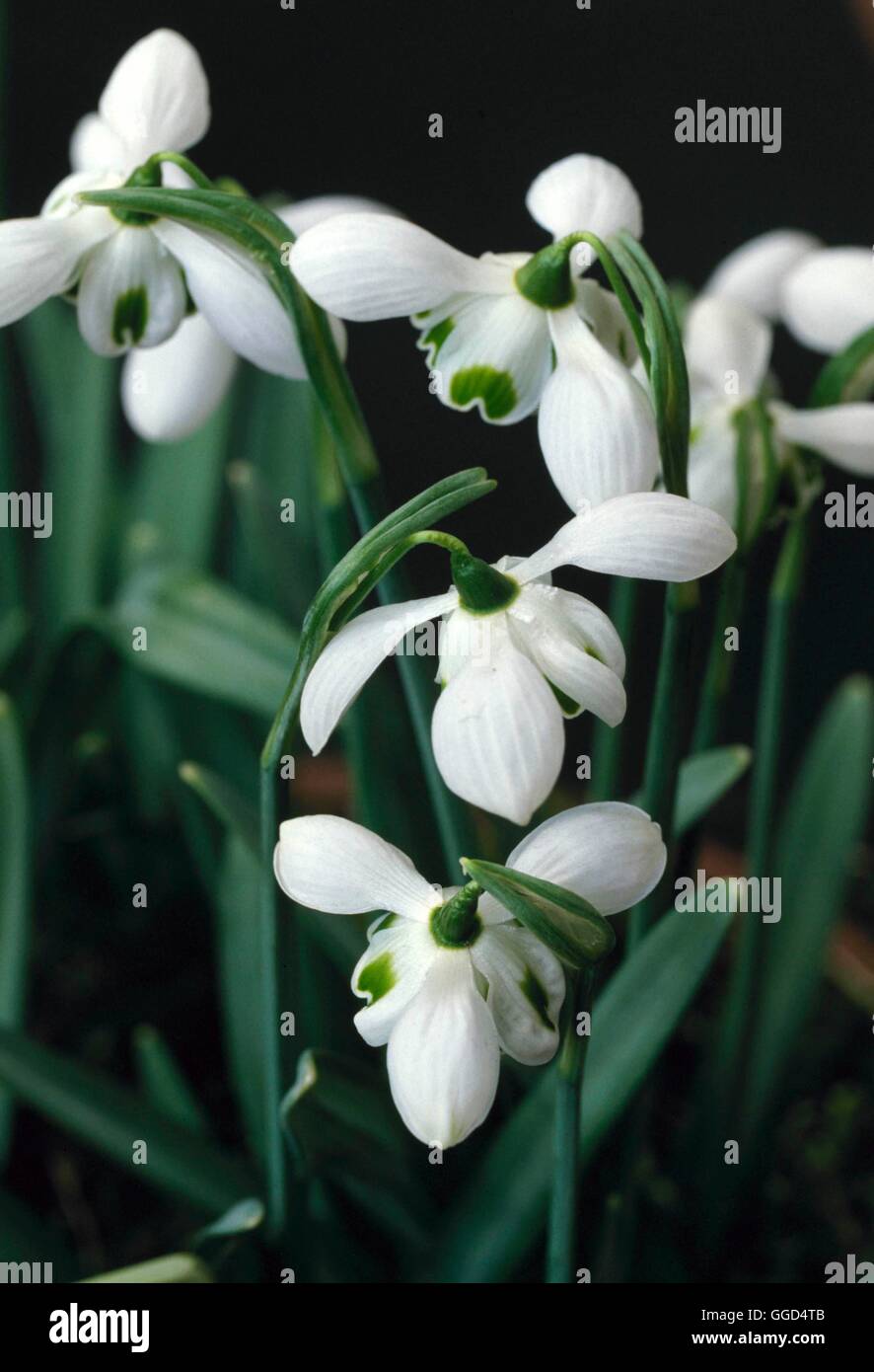 Hippolyta hi-res stock photography and images - Alamy