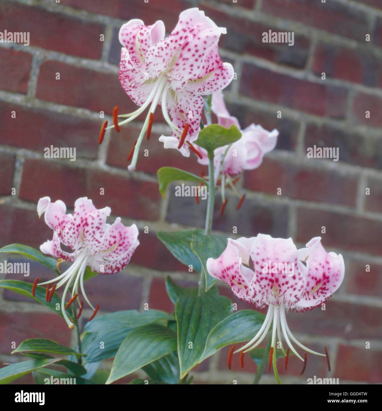 Lilium speciosum - var. rubrum   BUL045001 Stock Photo
