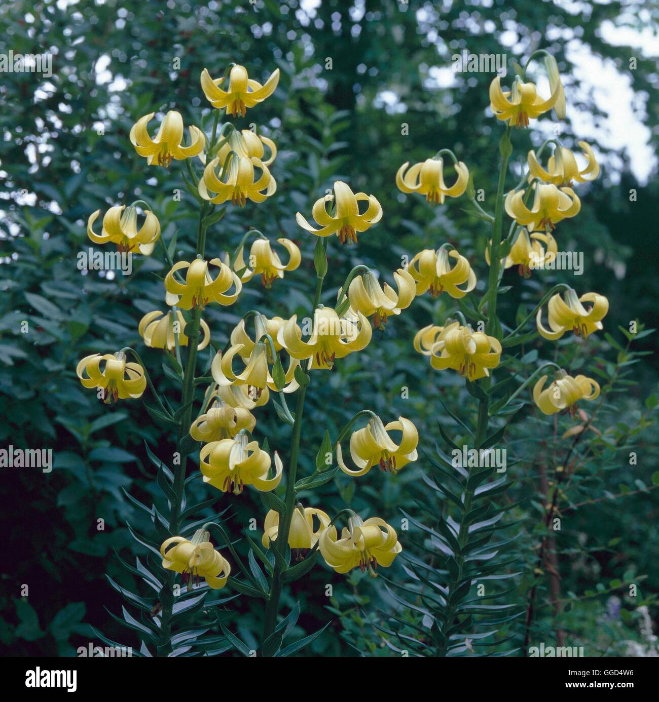 Lilium monadelphum   BUL045056 Stock Photo