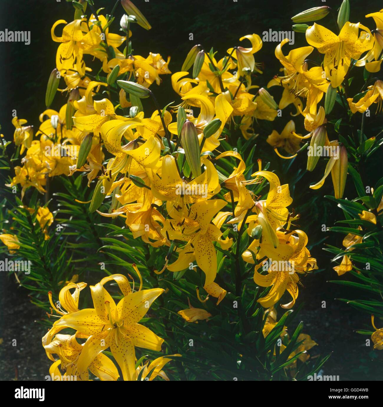 Asiatic hybrid hi-res stock photography and images - Alamy