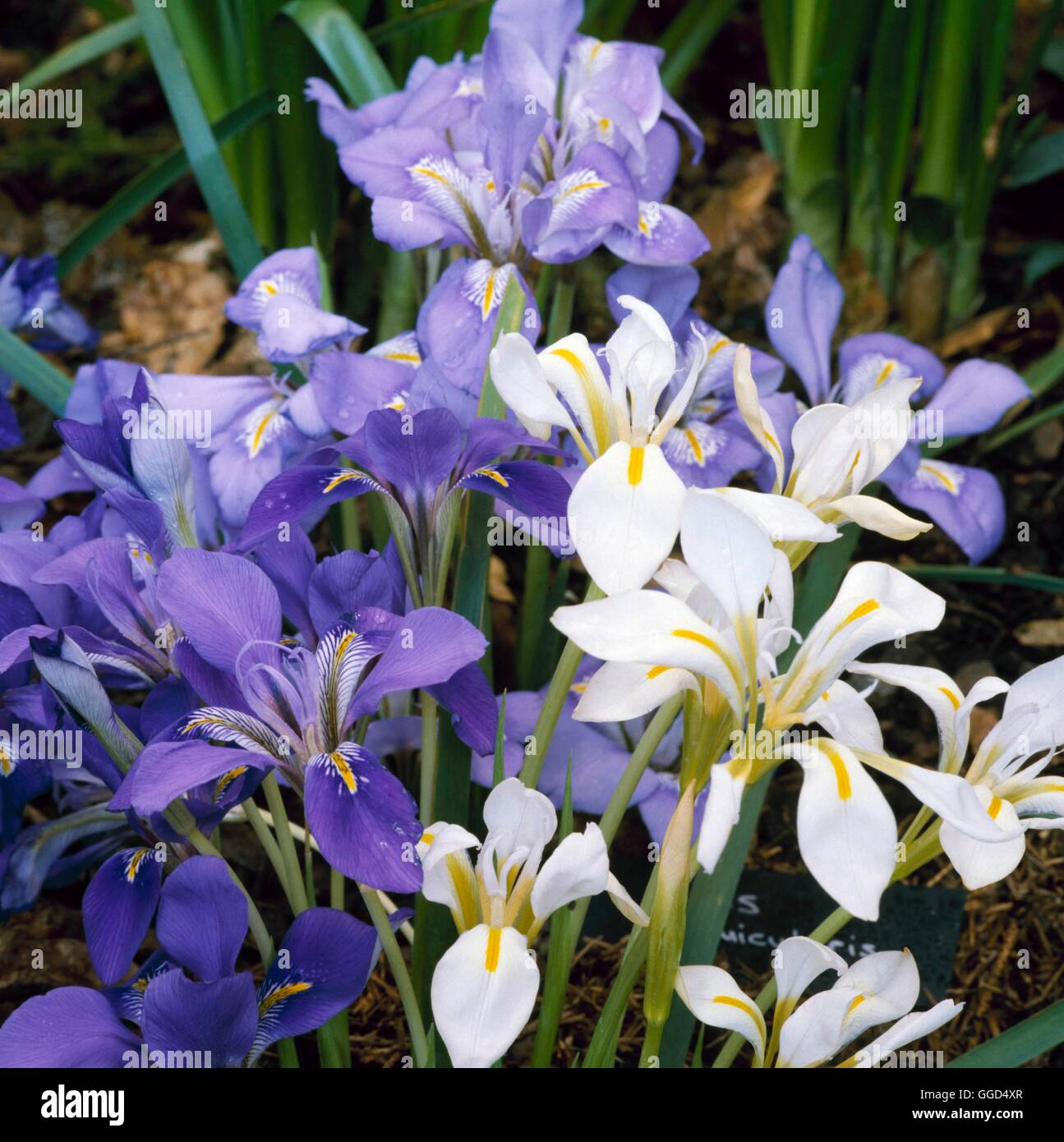 Iris unguicularis mixed BUL049147 Stock Photo Alamy