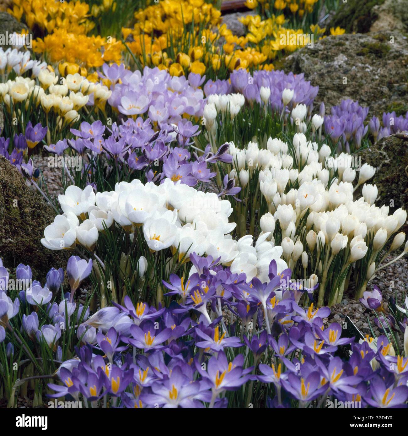 Mixed hybrids hi-res stock photography and images - Alamy