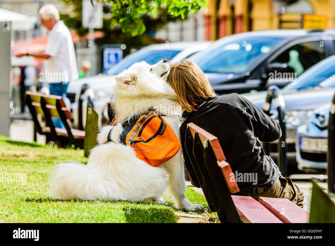 Ystad, Sweden - August 1, 2016: Lovely white Samoyed dog getting a hug from his female handler. Dog wears Ruffwear dog pack in o Stock Photo