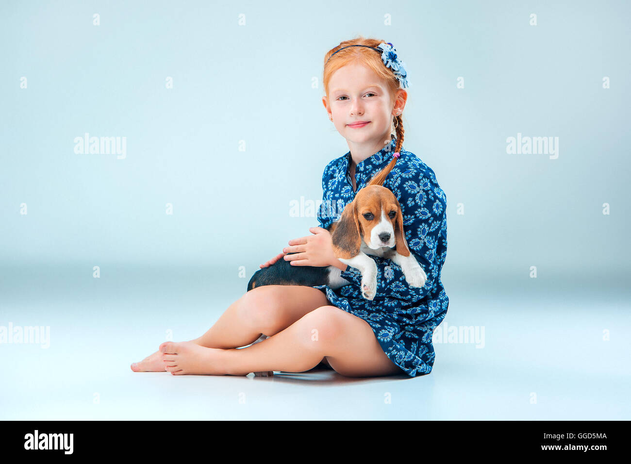 The happy girl and a beagle puppie on gray background Stock Photo