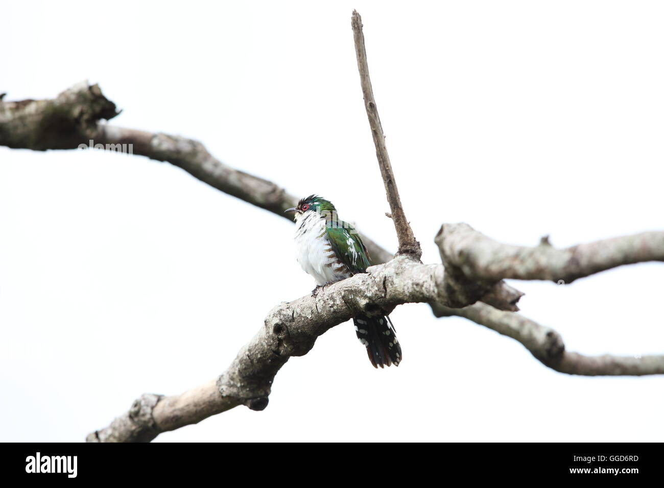 Diederik cuckoo (Chrysococcyx caprius) in Queen Elizabeth National Park, Uganda Stock Photo