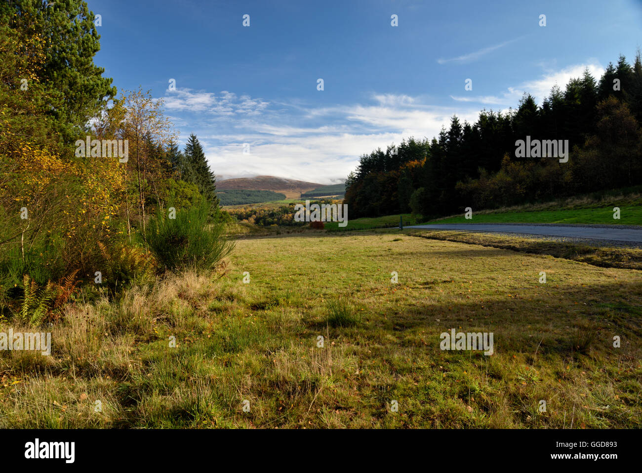 A view out to the forest of Kirroughtree Galloway Stock Photo Alamy