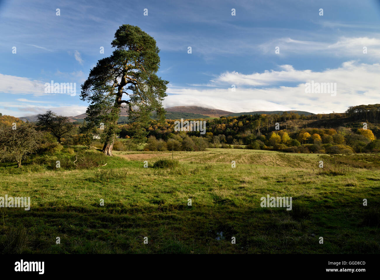 A view out to the forest of Kirroughtree Galloway Stock Photo Alamy
