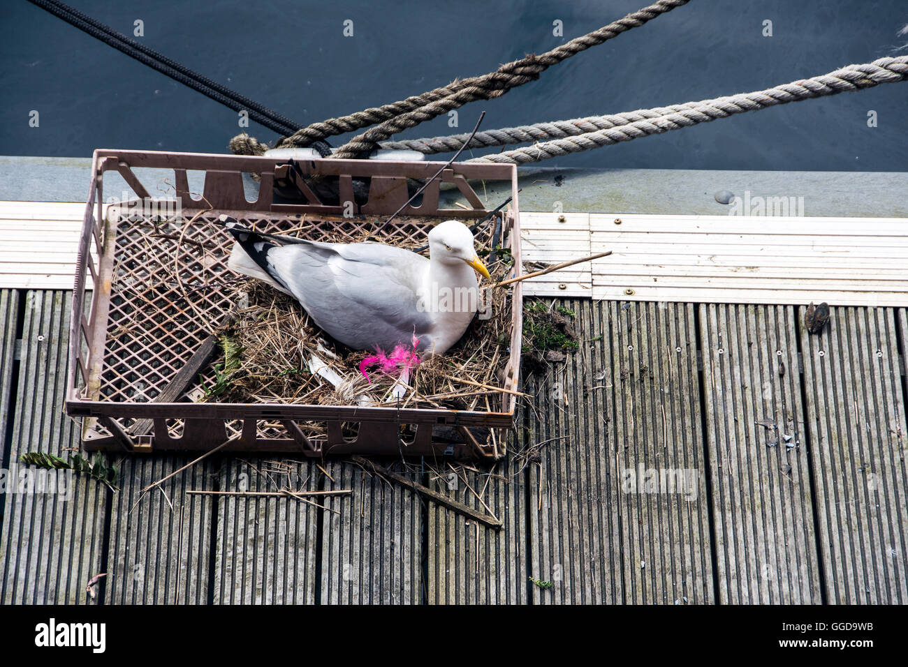 A herring gull nests in a crate on the dockside of Albert Dock