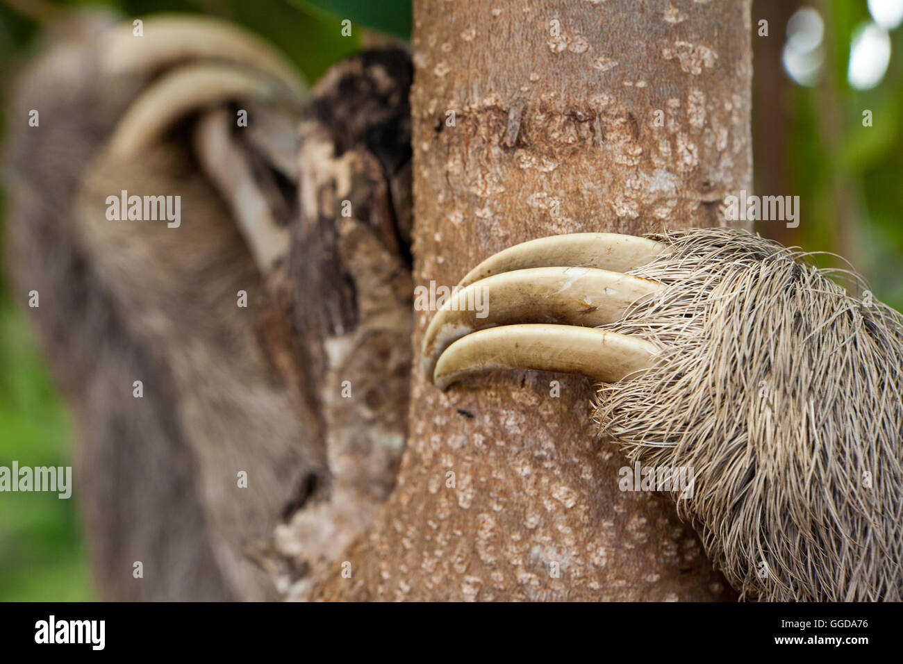Claws of a Three-toed Sloth, Bradypus variegatus, in a forest in the interior of the Cocle province, Republic of Panama. Stock Photo