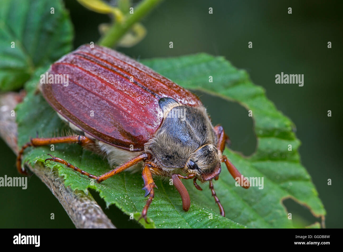 Common cockchafer / May bug (Melolontha melolontha) on leaf Stock Photo