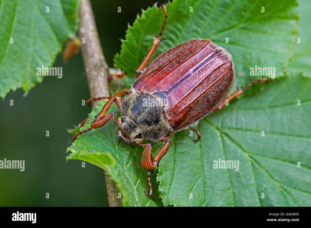 Common cockchafer / May bug (Melolontha melolontha) on leaf Stock Photo