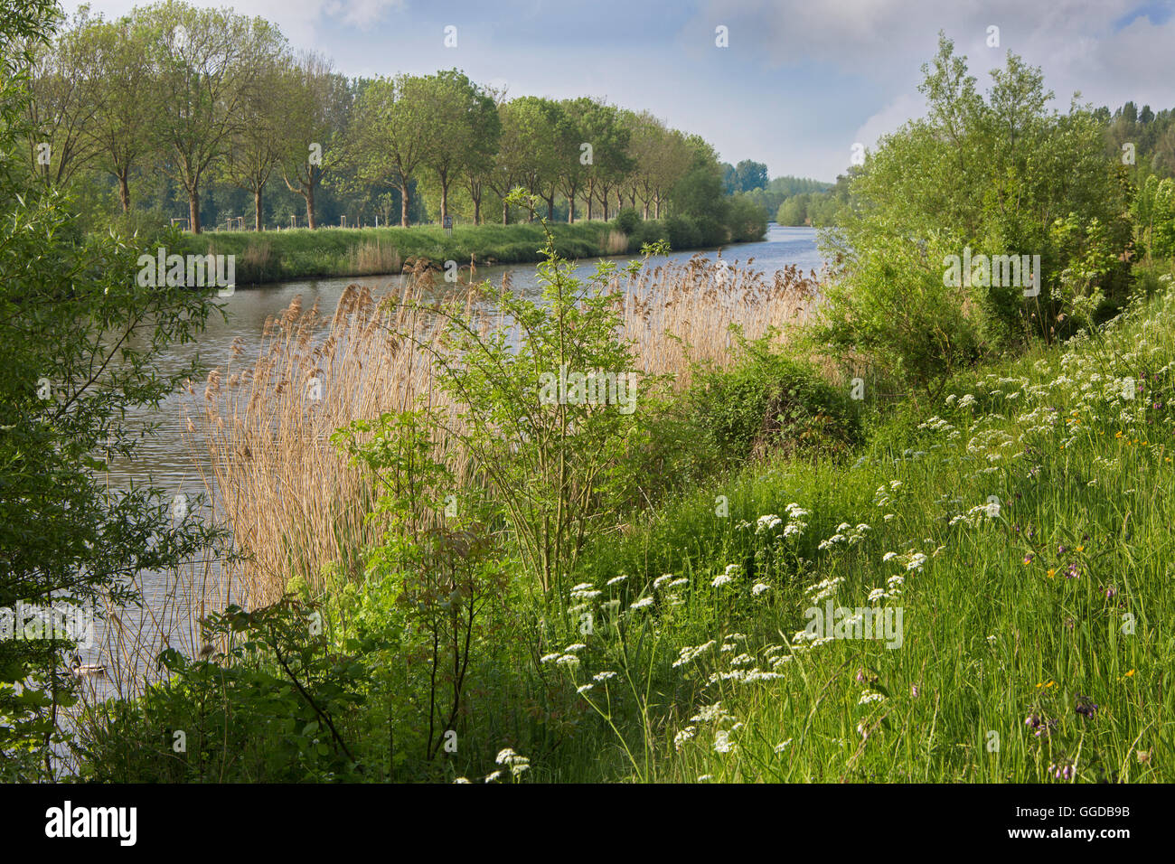 The river Schelde / Scheldt in summer at Zevergem, East Flanders, Belgium Stock Photo