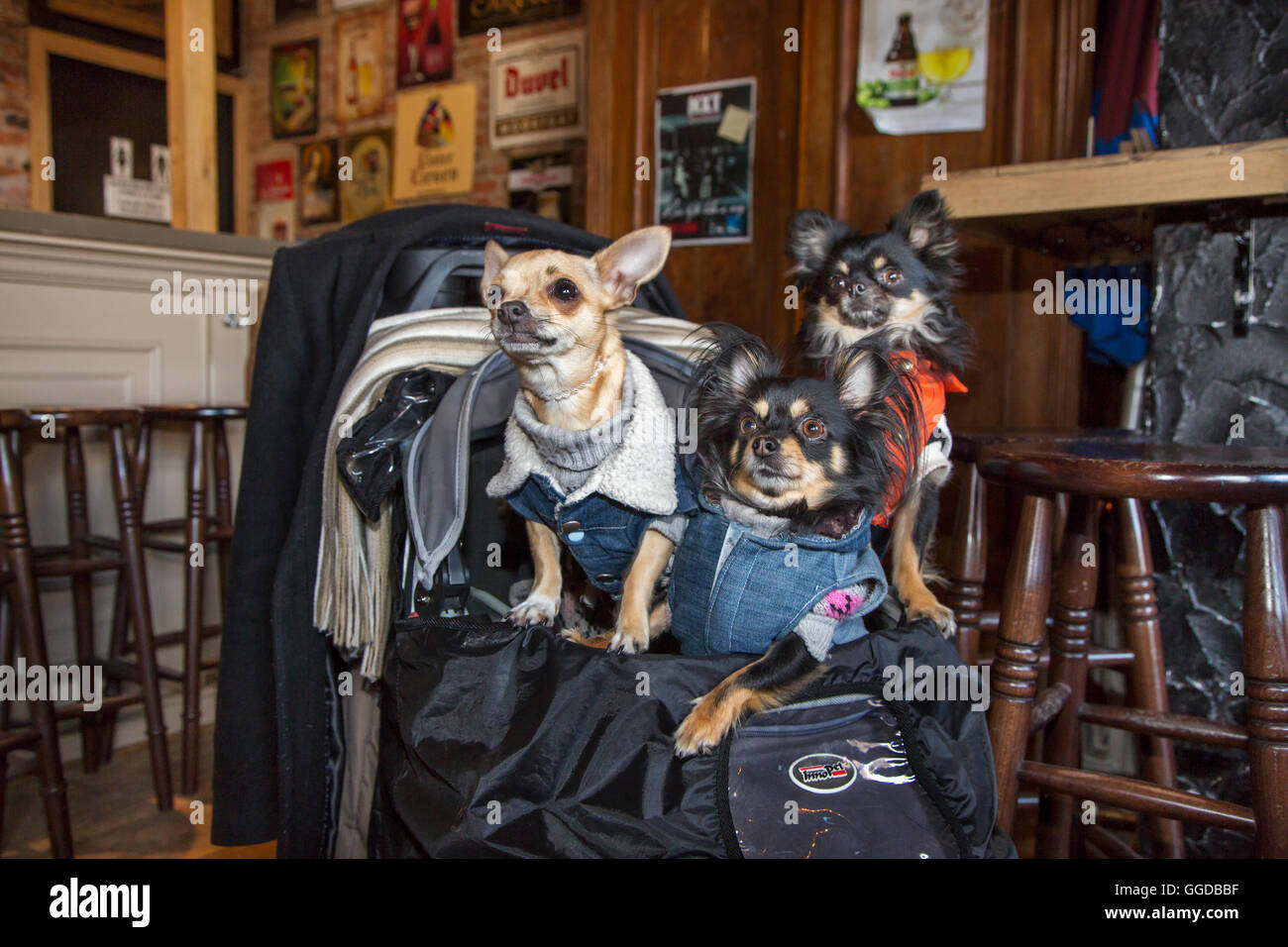 Three cute Chihuahuas in bag wearing dog clothes in pub Stock Photo
