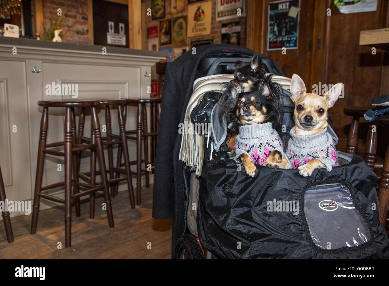 Three cute Chihuahuas in bag wearing dog clothes in pub Stock Photo