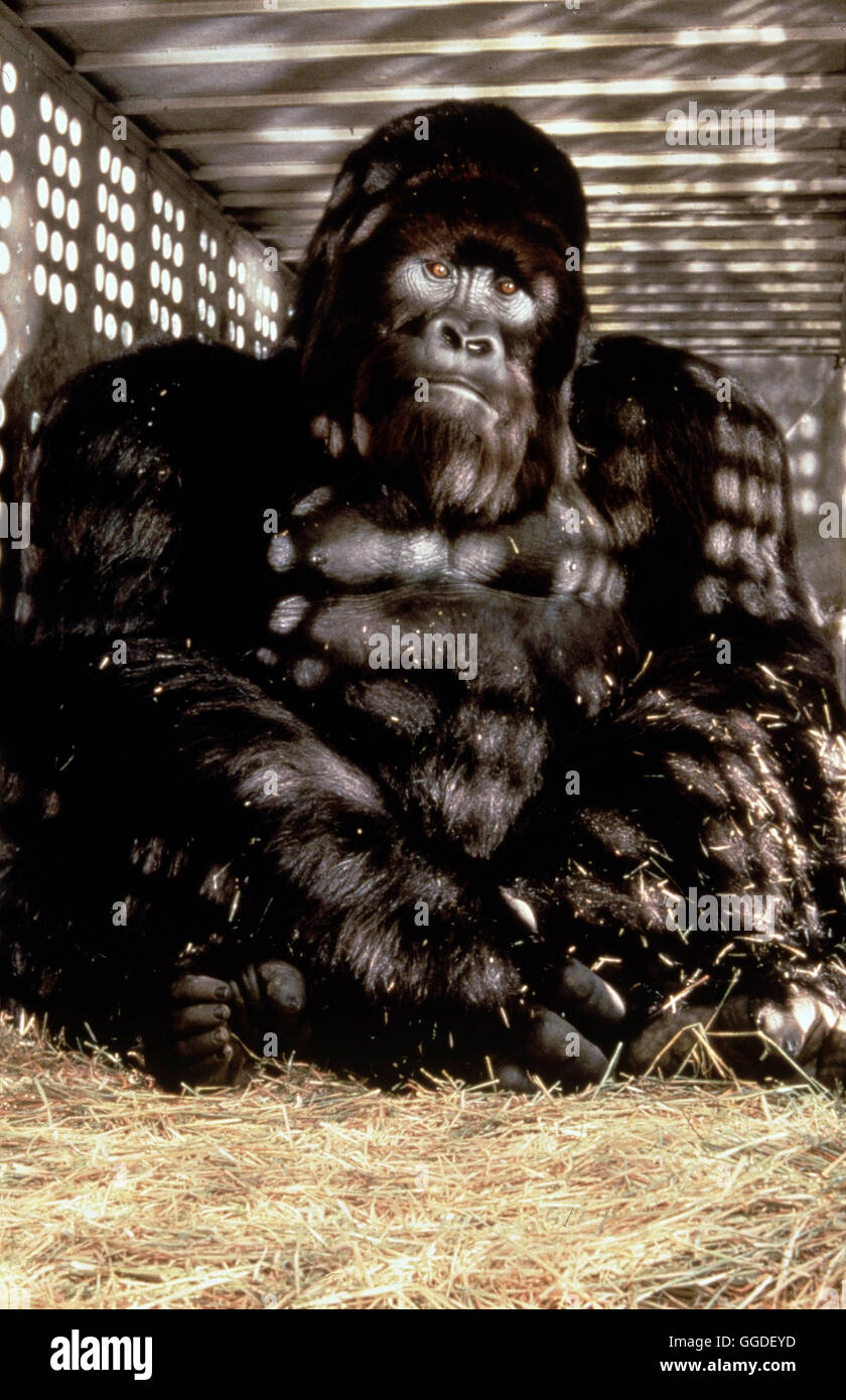 MEIN GROßER FREUND JOE / Mighty Joe Young USA 1998 / Ron Underwood
